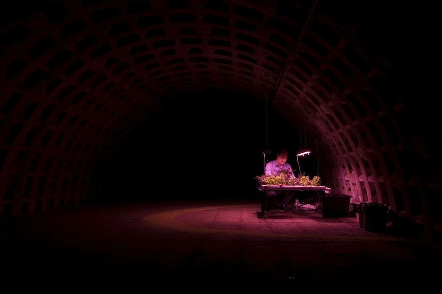 Growing Underground - Photo by Zero Carbon Food.